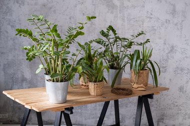 Planter i forskellige urtepotteskjulere